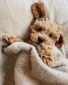 a small brown dog laying on top of a bed covered in a blanket and looking at the camera