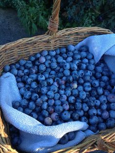 a basket full of blueberries sitting on the ground