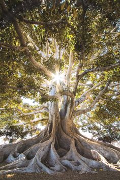 a large tree with the sun shining through it