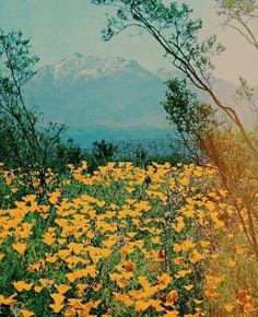 a field full of yellow flowers with mountains in the background