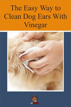 the easy way to clean dog ears with vinegar by dr john s kreger