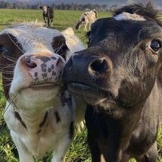 two cows standing next to each other on a lush green field with horses in the background