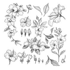 flowers and leaves drawn in ink on white paper