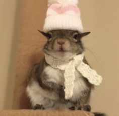 a small rodent wearing a knitted hat and scarf on top of a chair