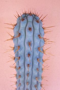 a blue cactus with long spikes on it's back end against a pink wall