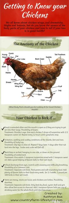 the anatomy of a chicken is shown in this brochure, with information about it