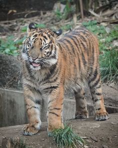 a tiger walking across a dirt and grass covered field