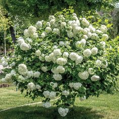 a bush with white flowers is in the grass