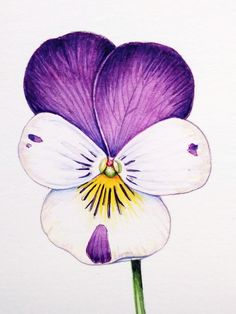 a drawing of a purple and white flower with yellow stamen on it's petals