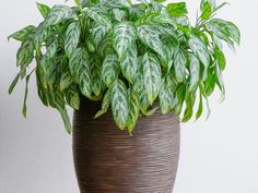 a potted plant with green and white leaves on it's side, in front of a wall