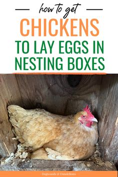 chickens are laying in nesting boxes with the title how to get chickens to lay eggs in nesting boxes