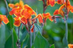 orange flowers with green leaves in the background