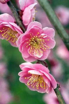 pink flowers are blooming on a tree branch