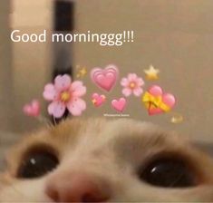 a close up of a cat's face with flowers and hearts in the background