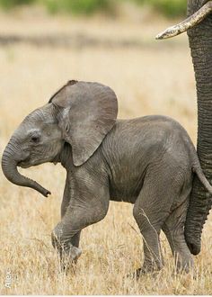 a baby elephant walking next to an adult elephant on dry grass with trees in the background