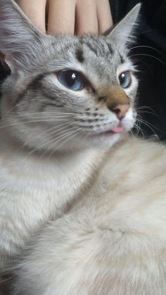 a close up of a cat laying on top of a person's arm and hand