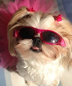 a small dog wearing sunglasses and a pink tutu