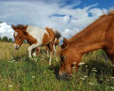 two brown and white horses grazing on grass in a field with blue sky behind them