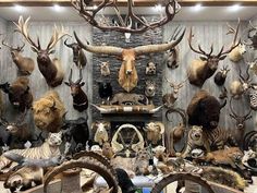 an assortment of taxidermy mounted on the wall in a room filled with deer heads