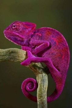 a purple chamelon sitting on top of a tree branch