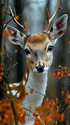 a close up of a deer with antlers on it's head