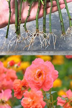 pink flowers with green stems and roots in the foreground, two photos of hands holding them