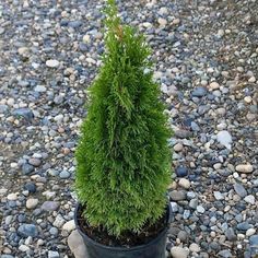 a small potted plant sitting on top of a gravel covered ground next to rocks