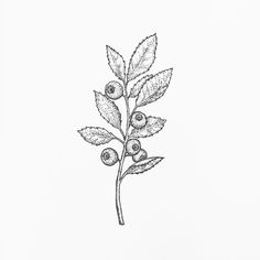 an ink drawing of a plant with leaves and berries