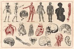 an old book with different types of human anatomy