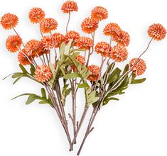 an arrangement of orange flowers on a white background