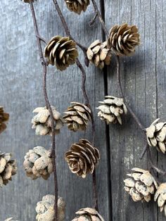 some pine cones are hanging on a wooden wall with branches and leaves in the foreground