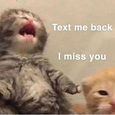 two cats are playing with each other in front of the caption that says, text me back i miss you