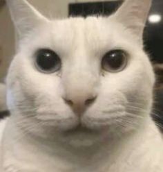 a white cat is looking at the camera