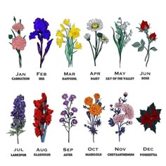 an image of flowers that are in different colors