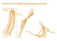 an orange line drawing shows the size and direction of long - legged legs