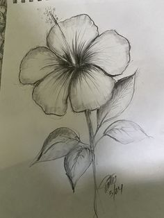 a pencil drawing of a flower on paper