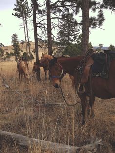 two horses are tied up in the woods