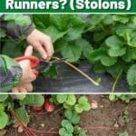 a person is trimming plants with scissors in their hands and the words, what are runners? stolons