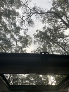 looking up at the tops of trees from inside a car with sunroofing