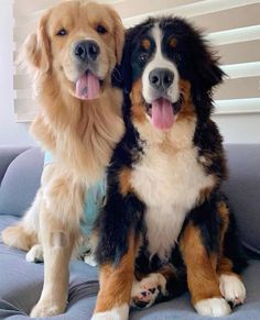 two large dogs sitting on top of a couch