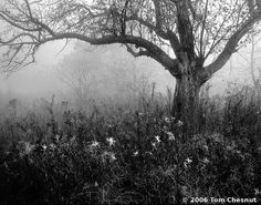 a black and white photo of a tree in the middle of a foggy field