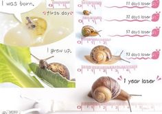 snails are growing on the side of a leaf and measuring their height with a tape measure