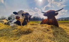 two cows laying down in the hay on a sunny day