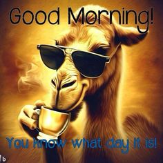 a camel wearing sunglasses and holding a cup with the caption good morning you know what day it is