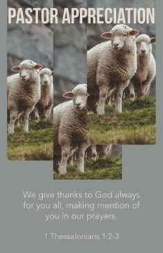 three sheep standing on top of a grass covered hill with the words pastor appreciation written below