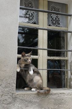 a cat sitting on the window sill looking out