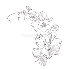 a drawing of strawberries and flowers on a white background