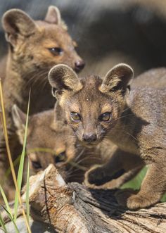 two small brown animals standing on top of a log