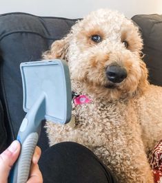 a dog sitting on a couch with a hair dryer in it's mouth