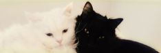 two black and white cats sitting next to each other